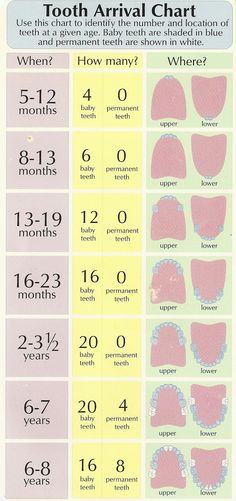 Tooth Arrival Chart. Use this chart to identify the number and location of teeth at a given age. Baby teeth are shaded in blue and permanent teeth are shown in white. Baby Information, Baby Massage, Baby Tips, Baby Development, Baby Time, Everything Baby, Baby Health, Baby Teeth, Shark Teeth