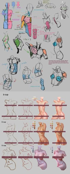 an image of different types of human body parts