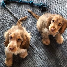 two small dogs sitting on top of a blanket