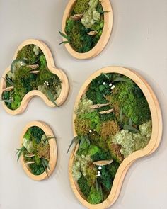 three wooden bowls filled with different types of green plants and moss on top of each other