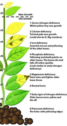 a diagram showing the stages of growth from seed to plant, including leaves and seeds