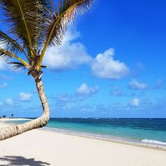 a palm tree on the beach with blue sky and water in the backgroud