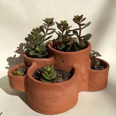 four clay pots with succulents in them