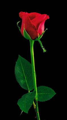 a single red rose with green leaves on a black background