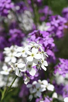 white and purple flowers are in the foreground, with green leaves on the background