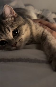 a grey and white cat laying on top of a person's hand next to a bed