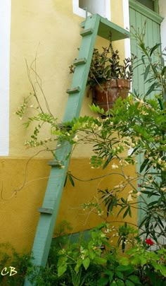 a ladder leaning up against a building with potted plants