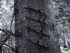 the trunk of a tree with vines on it