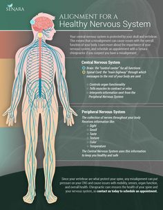 the human nervous system is shown in this diagram, with labels on its main functions