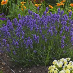 a garden filled with lots of purple flowers