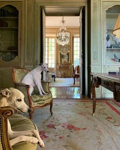 two dogs are sitting on chairs in an ornately decorated room with chandelier