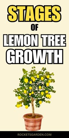 a lemon tree with the words stages of lemon tree growth on it's side