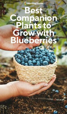 someone holding a basket full of blueberries in their hands with the words best companion plants to grow with blueberries