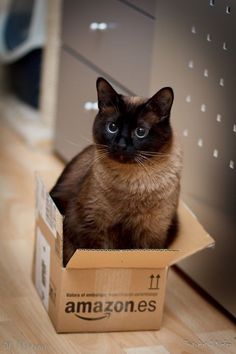 a cat is sitting in a box on the floor