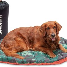 a brown dog laying on top of a bed next to a black bag and water bottle