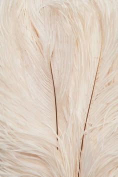 the back side of a white feathered animal's tail with long, thin feathers