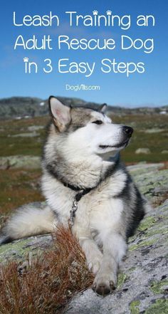 a husky dog sitting on top of a rock with the words leash training an adult rescue dog in 3 easy steps