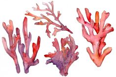 watercolor painting of corals on white background