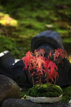 a small tree is growing out of some rocks