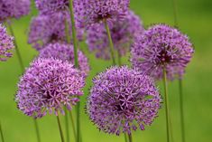 some purple flowers are growing in the grass