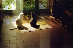 two cats are sitting on the floor in front of an open door and looking at each other