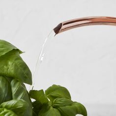 a copper colored faucet with water running from it's spout into a green plant