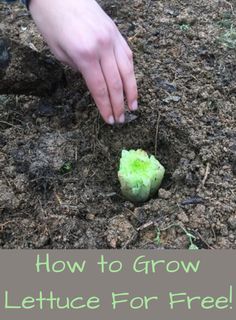 someone is digging in the ground with their hand on a piece of lettuce