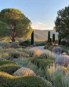 a garden with lots of bushes and trees