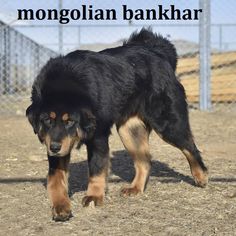 a large black and brown dog walking across a dirt field