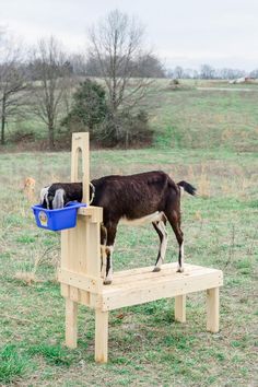 a goat standing on top of a wooden bench with a blue bowl in it's mouth