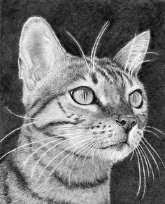 a pencil drawing of a cat's face