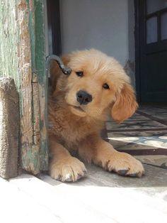 a brown dog laying on top of a floor next to a wooden door with a chain hanging from it's side