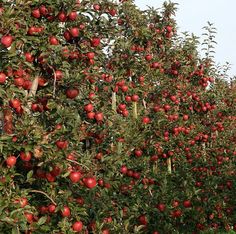 an apple tree filled with lots of red apples