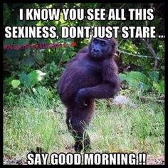 a black gorilla standing on its hind legs with the caption saying i know you see all this sexiness, don't just stare