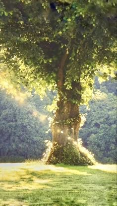 a large tree in the middle of a field with sunlight coming through it's leaves