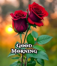 two red roses with the words good morning