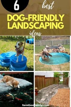 the top 6 best dog - friendly landscaping ideas for your backyard or yard in six easy steps