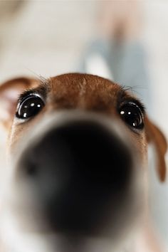 a dog's nose is seen through the lens