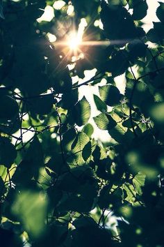 the sun is shining through some green leaves