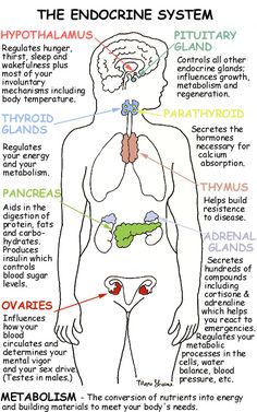 the endocine system diagram