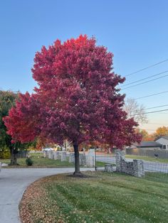 a tree with red leaves in the middle of a sidewalk next to a white fence