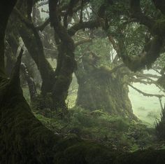 an image of a forest with mossy trees in the foreground and fog in the background