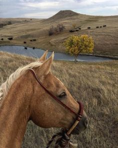 a brown horse standing on top of a dry grass field next to a river and hills