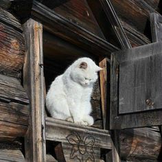 a white cat sitting on top of a window sill next to a wooden building