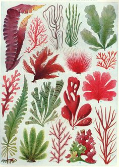 the british seaweed family is depicted in this illustration