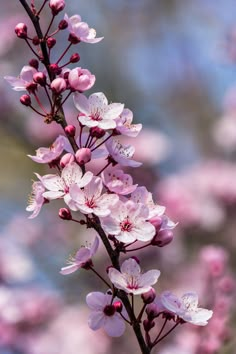 some pink flowers are blooming on a tree