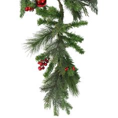 the branch of a pine tree with red berries and green leaves is shown on a white background