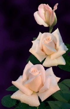 three white roses with green leaves on a purple background and water droplets all over them