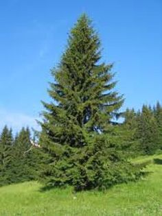 a tall pine tree sitting on top of a lush green field under a blue sky