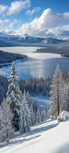 snow covered pine trees stand in the foreground, overlooking a lake and mountains